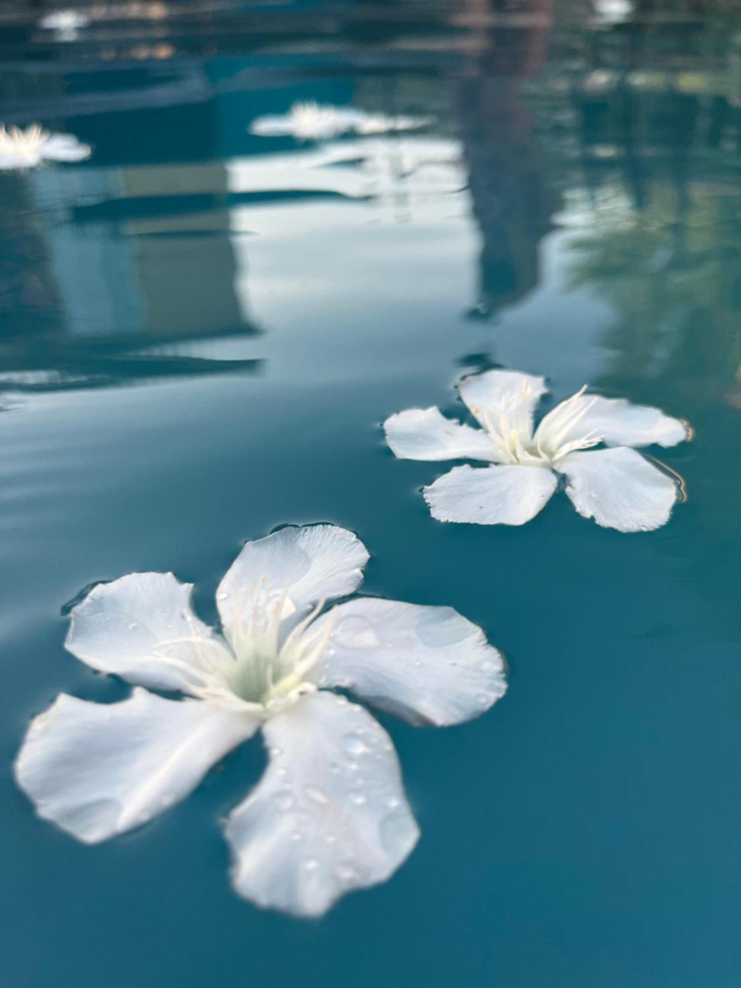 Le L'Islois- Park&Piscine Villa LʼIsle-sur-la-Sorgue Dış mekan fotoğraf